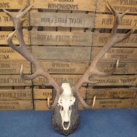 LARGE PAIR OF ANTIQUE BLACK FOREST ANTLERS