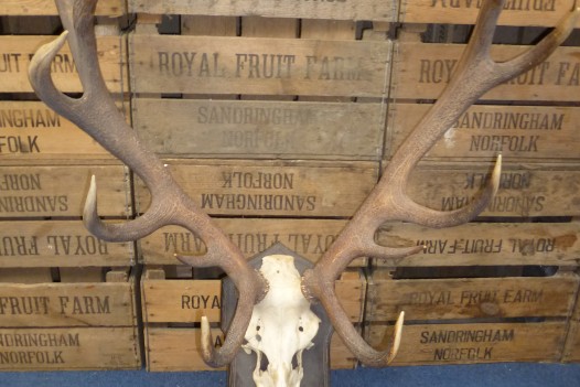 LARGE PAIR OF ANTIQUE BLACK FOREST ANTLERS