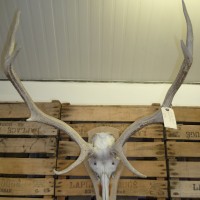 PAIR OF ANTIQUE BLEACHED ANTLERS