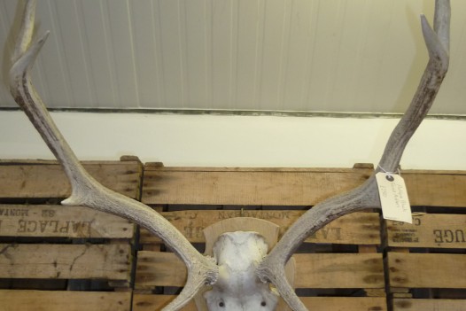 PAIR OF ANTIQUE BLEACHED ANTLERS