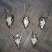 VARIOUS VINTAGE HORNS
