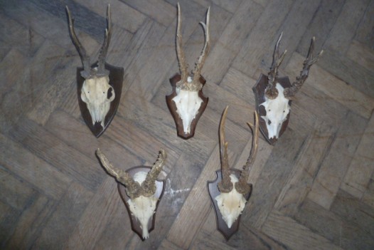 VARIOUS VINTAGE HORNS
