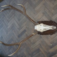 DECORATIVE BLACK FOREST ANTLERS