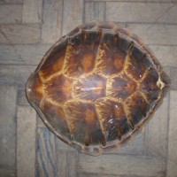 ANTIQUE TURTLE SHELL