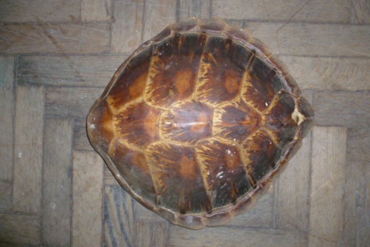 ANTIQUE TURTLE SHELL