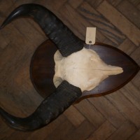 PAIR OF ANTIQUE WATER  BUFFALO HORNS