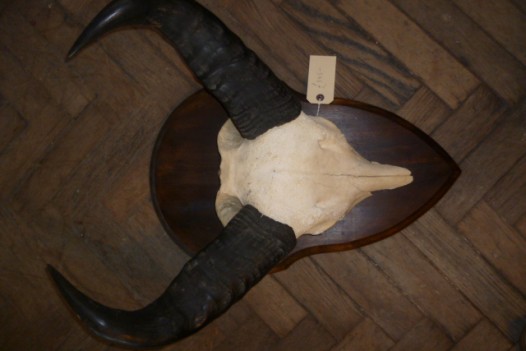 PAIR OF ANTIQUE WATER  BUFFALO HORNS