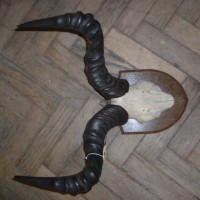 ANTIQUE AFRICAN HORNS (EDWARD GERARD & SONS LONDON)