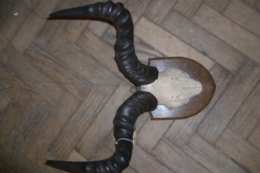 ANTIQUE AFRICAN HORNS (EDWARD GERARD & SONS LONDON)