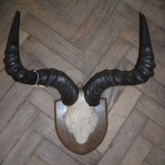 ANTIQUE AFRICAN HORNS (EDWARD GERARD & SONS LONDON)