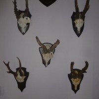 50 various vintage horns now in stock sold individualy