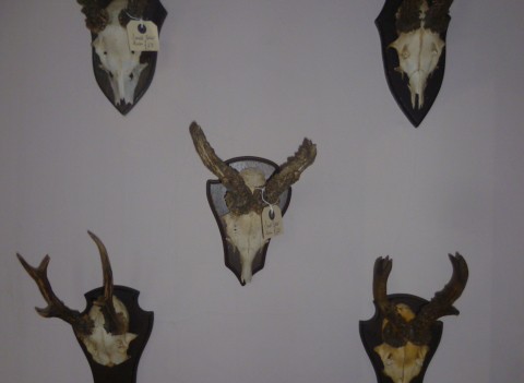 50 various vintage horns now in stock sold individualy